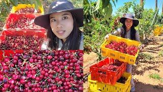 Balik harvesting Cherry tayo  Pinay Sa Australia  