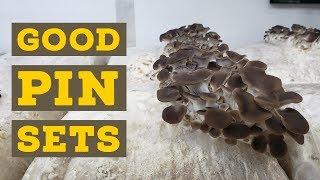 How to Get Huge Oyster Mushroom Pinsets