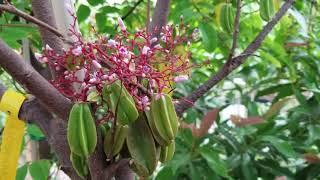 Growing Starfruit trees in Phoenix AZ