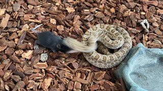 [LIVE FEEDING] 2 rattlesnakes get their first meal after shed INSTANT DEATH AND STRETCH