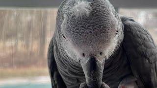 A few minutes with symon the African Grey Parrot#africangrey #talkingparrot #birds #pets #cag