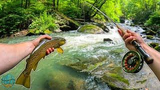 Fly Fishing Heaven! The Trout were Underneath Every Rock!