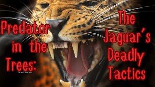 Predator in the Trees The Jaguar’s Deadly Tactics