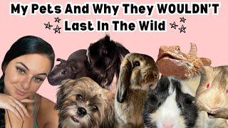 My Pets And Why They WOULDN’T Last In The Wild