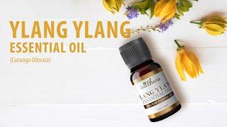 Satthwa Ylang Ylang Essential Oil | Cananga Odorata