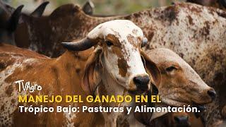 Manejo del Ganado en el Trópico Bajo: Pasturas y Alimentación - TvAgro por Juan Gonzalo Angel