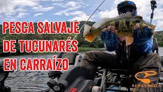 Pesca Salvaje de Tucunarés en Carraízo ¡Pura Acción de Pesca en Kayak! #jacksonkayaks