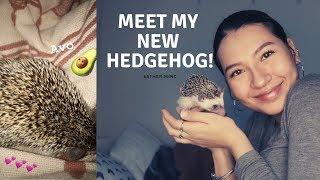 I'M A MOM! MEET MY NEW HEDGEHOG! | Vlog