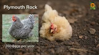 Top 5 Egg Laying Chicken Breeds - Best Egg Laying Breeds