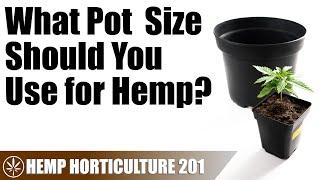 Choosing a Pot Size for Your Hemp Plants