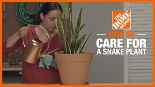 How to Care for a Snake Plant | Indoor Plant Tips | The Home Depot