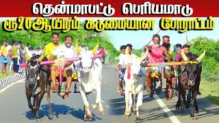 1தென்மாபட்டு பெரியமாடு பந்தயம் 01.09.2024