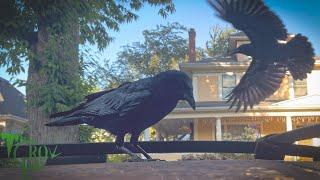 Crow Cam: Flyby Nutcase