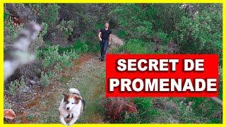 Comment promener son chien