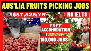 Fruit Picking Jobs In Australia Visa Sponsorship 2023| Free Accomodation|  No Degree| No IELTS Apply