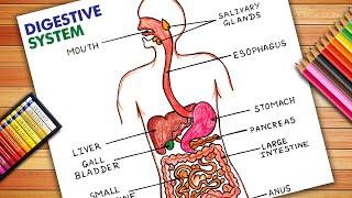 How To Draw Human Digestive System Diagram Easily | Human Digestive System | Digestive System