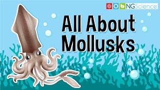 All About Mollusks