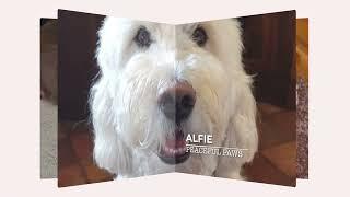 Farewell with Love: A Tribute to Cherished Companions | Peaceful Paws Memorial May 2024