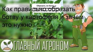 Как правильно обрезать ботву у картофеля и зачем это нужно