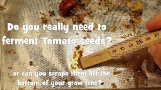 Do You Need to Ferment Tomato Seeds?