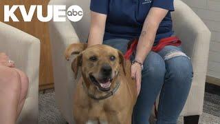 Meet Toby, a 6-year-old lab mix available to adopt from the Austin Humane Society | Pet of the Week