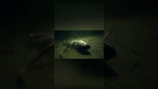 Маленький речной хищник, от которого нужно бежать подальше #shorts
