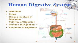 Human Digestive System, types of digestive system and function of digestive system Hindi/Urdu