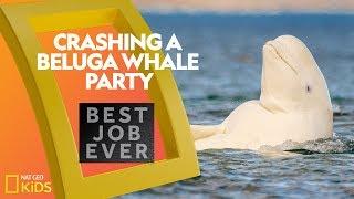 Crashing a Beluga Whale Party | Best Job Ever