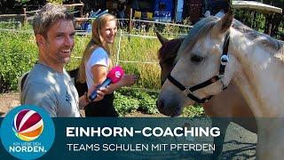 „Einhorn-Coaching“: Die etwas andere Team-Schulung mit Pferden