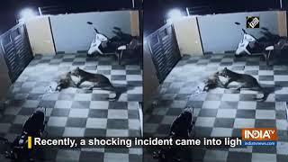 Watch: Leopard jumps house wall in Gujarat's Una, attacks pet dog