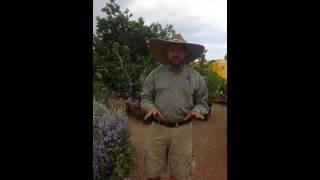 Civano Nursery How to Water Correctly