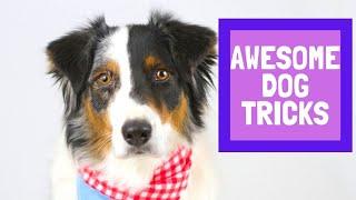 How this Australian Shepherd Amazed Everyone with Incredible Dog Tricks!