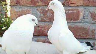 Main Zafar Abbas bahtti of pindi bahttian ka pigeons kabootar ..