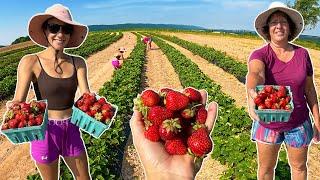 The Last Strawberry Harvest