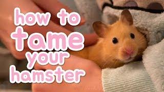  How to tame your hamster 