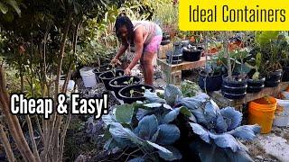 Cheap & Easy! Perfect Planters/Containers to plant Peppers/Brassicas/ Eggplant and much more