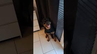 Die Liebe ist anders️ #rottie #cute #rottweiler #short #shorts #love #liebe liebe