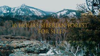 10 Hours Sounds of the Siberian Forest for Sleep, Work, Relaxation and Meditation ASMR