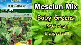 Quick Easy Growing Mesclun Gourmet Mix of Baby Greens Lettuce: But is it really a Gourmet Mix?