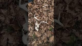 Trying the Fungeyes Mushroom Hunting Glasses