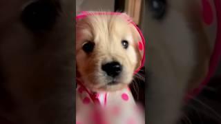 꼬물꼬물 나만 없어 아기 인절미 ️ #shorts #골댕이 #강아지 #pets #animals #goldenretriever