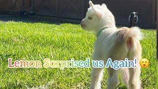 She Surprised us again giving birth! Nigerian Dwarf Goat Birth!