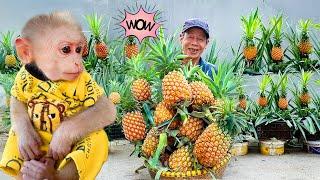 Grandpa Kaki and the art of growing PINEAPPLES for high yield.