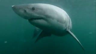 shark in croatia GoPro 3 HD