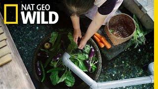 Unusual Kitchen Helpers | Wild Japan