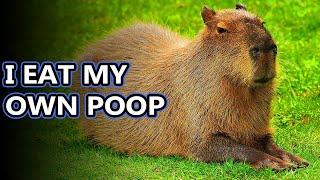 Capybara facts: the largest living rodents | Animal Fact Files