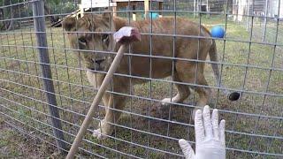 FEEDING A HUGE LION!!