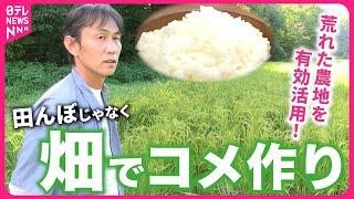 【米作り】田んぼ不要 !? 畑で育てる"陸稲" 荒れた農地活用するコメ農家の挑戦　福井　NNNセレクション