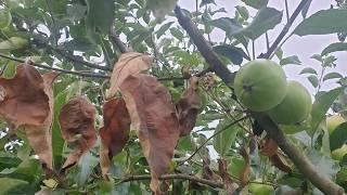 Save fruit trees from vicious diseases - this is the first sign