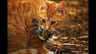 Bedrohen Katzen die Artenvielfalt?